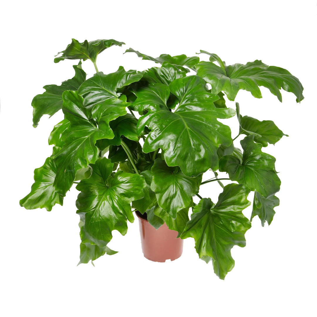 lacy tree philodendron seeds Lacy Tree Philodendron Seeds | W.H.Perron