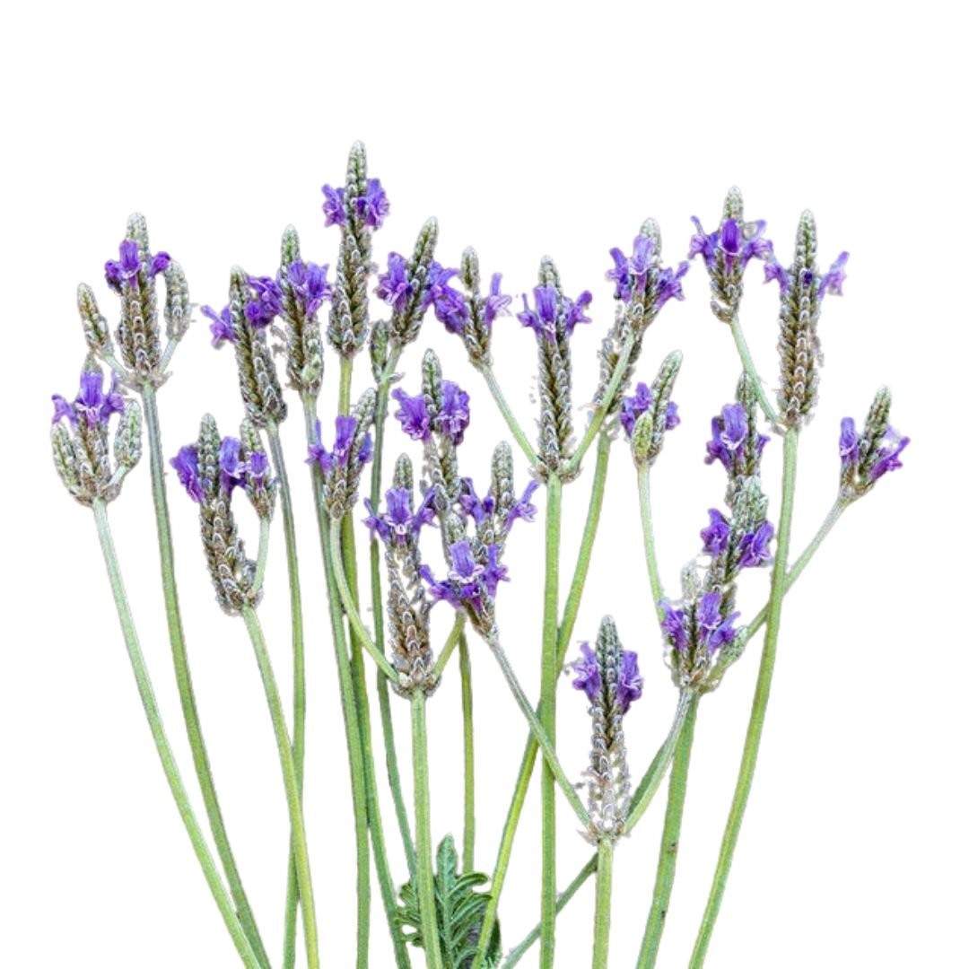 spanish eyes lavender plant Lavender Spanish Eyes Seeds | West Coast Seeds