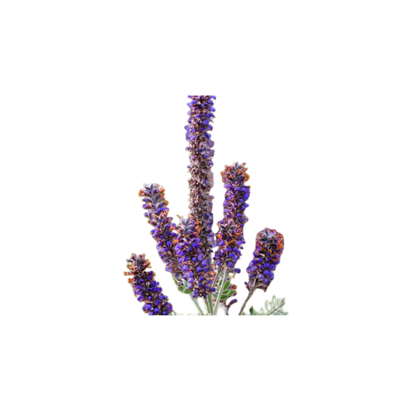lead plant seeds Leadplant Seeds | Northern Seeds