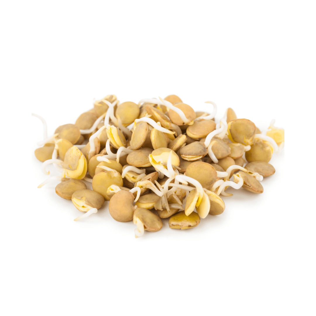 Lentil ORGANIC Sprouting Seeds | Weston Seeds - Ritchie Feed & Seed Inc.