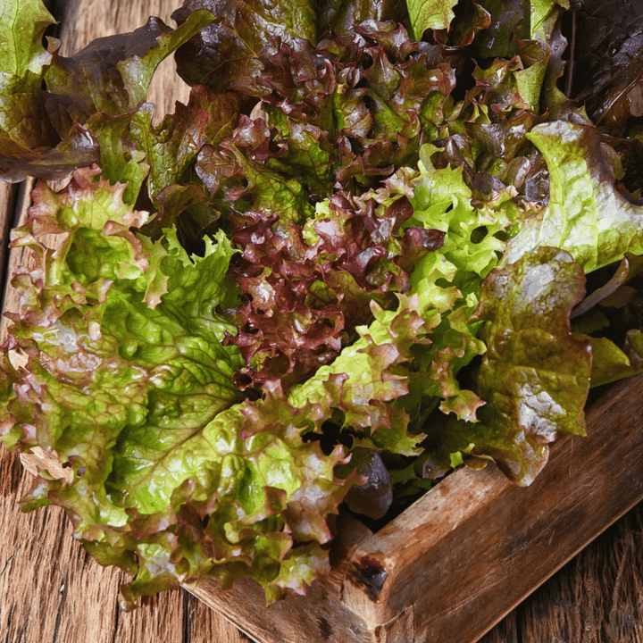 lolla rosa lettuce seeds Lettuce Lolla Rossa Darkness Seeds
