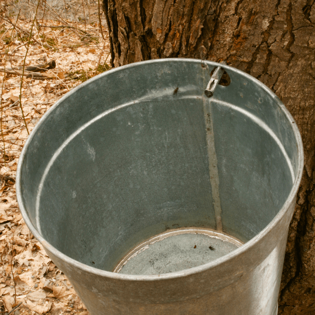 Maple Syrup Starter Kt Sap Sack Holders Sples Bags Spouts Taps Set Of Maple Syrup Starter Kt Sap Sack Holders Sples Bags Spouts Taps Set Of