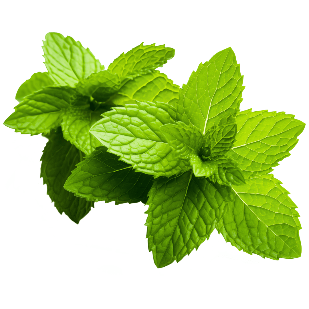 Mint Spearmint | West Coast Seeds - Ritchie Feed & Seed Inc.