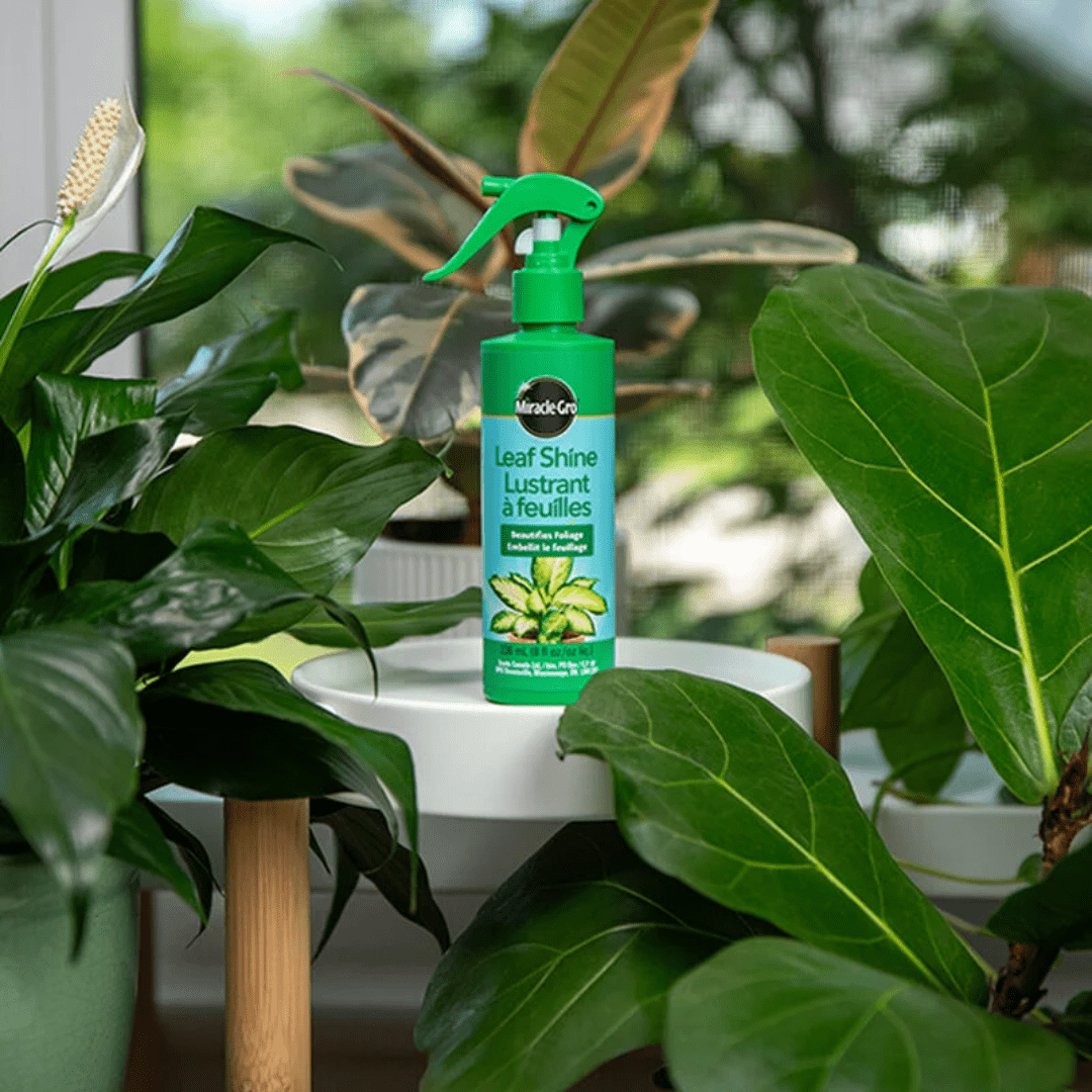 Miracle-Gro® Leaf Shine 236ml | 8oz - Ritchie Feed & Seed Inc.
