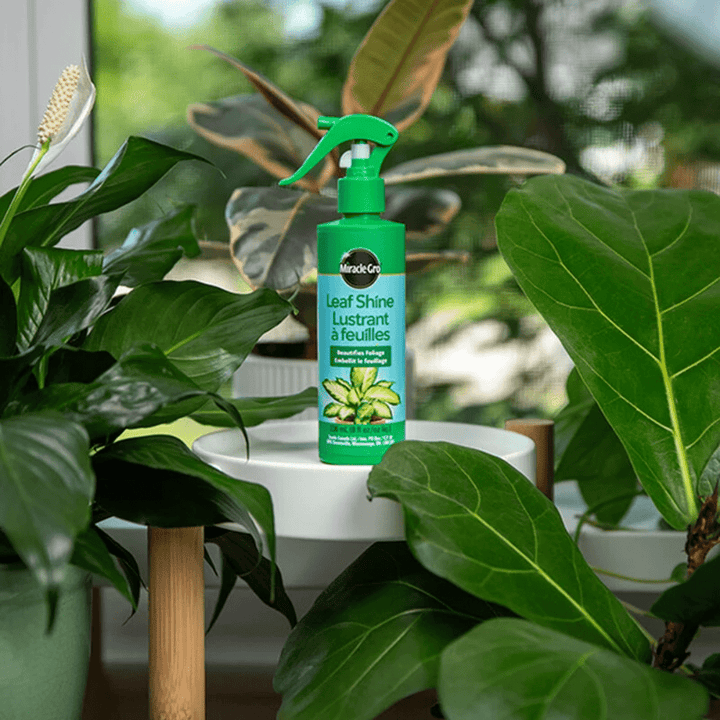 house plant leaf shine Miracle-Gro® Leaf Shine 236ml | 8oz