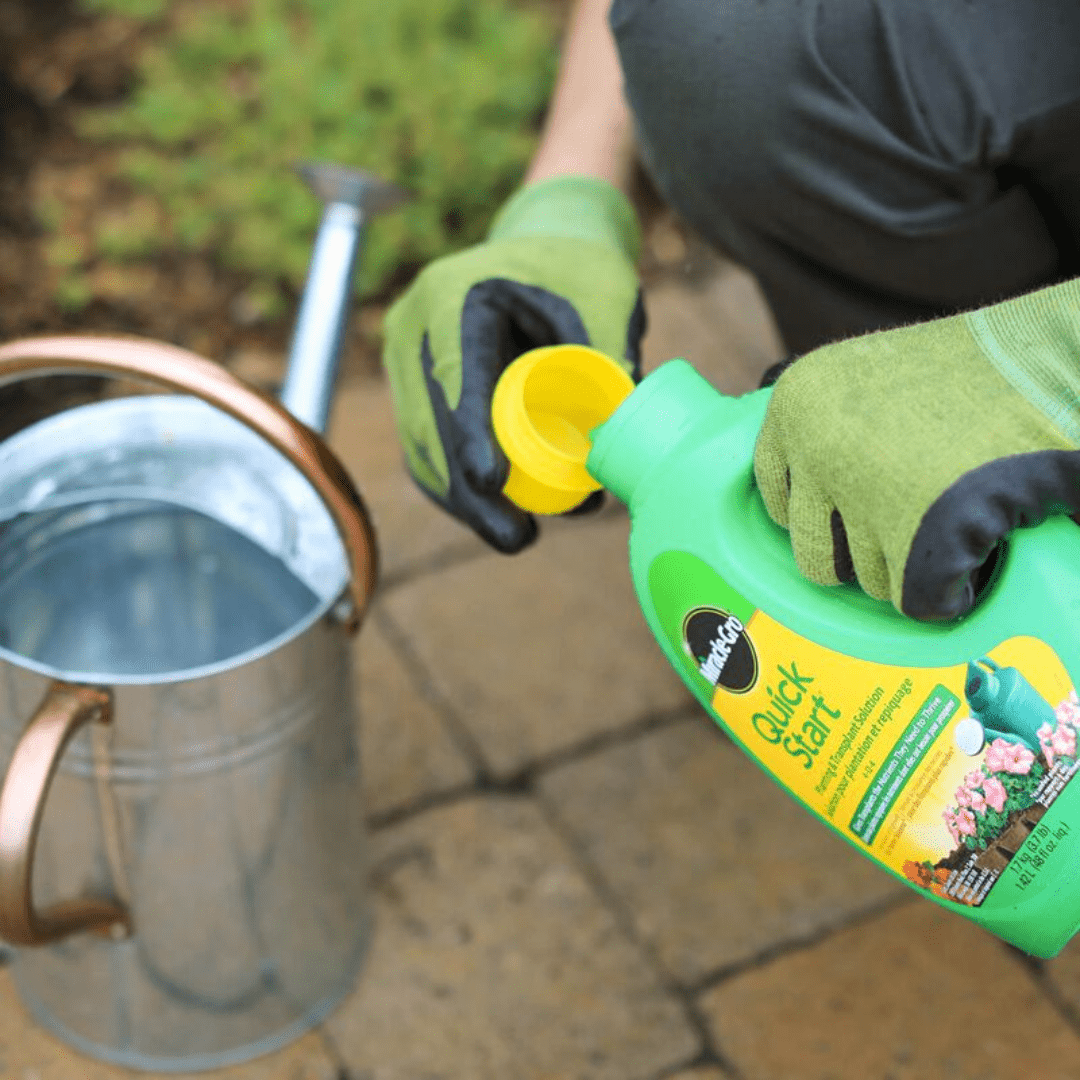 plant transplant fertilizer Miracle-Gro® Quick Start Fertilizer Planting and Transplant Starting S
