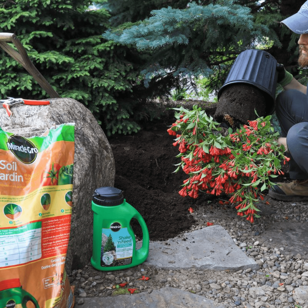Miracle-Gro® Shake 'N Feed Flowering Trees & Shrubs Plant Fertilizer 1