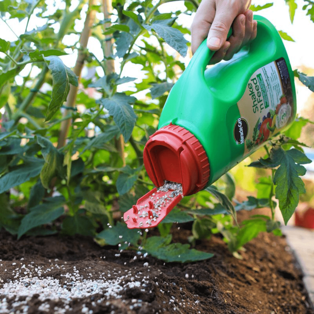 is miracle grow fertilizer good for tomato plants Miracle-Gro® Shake N Feed Tomato, Fruits & Vegetables Plant Food 10-5-