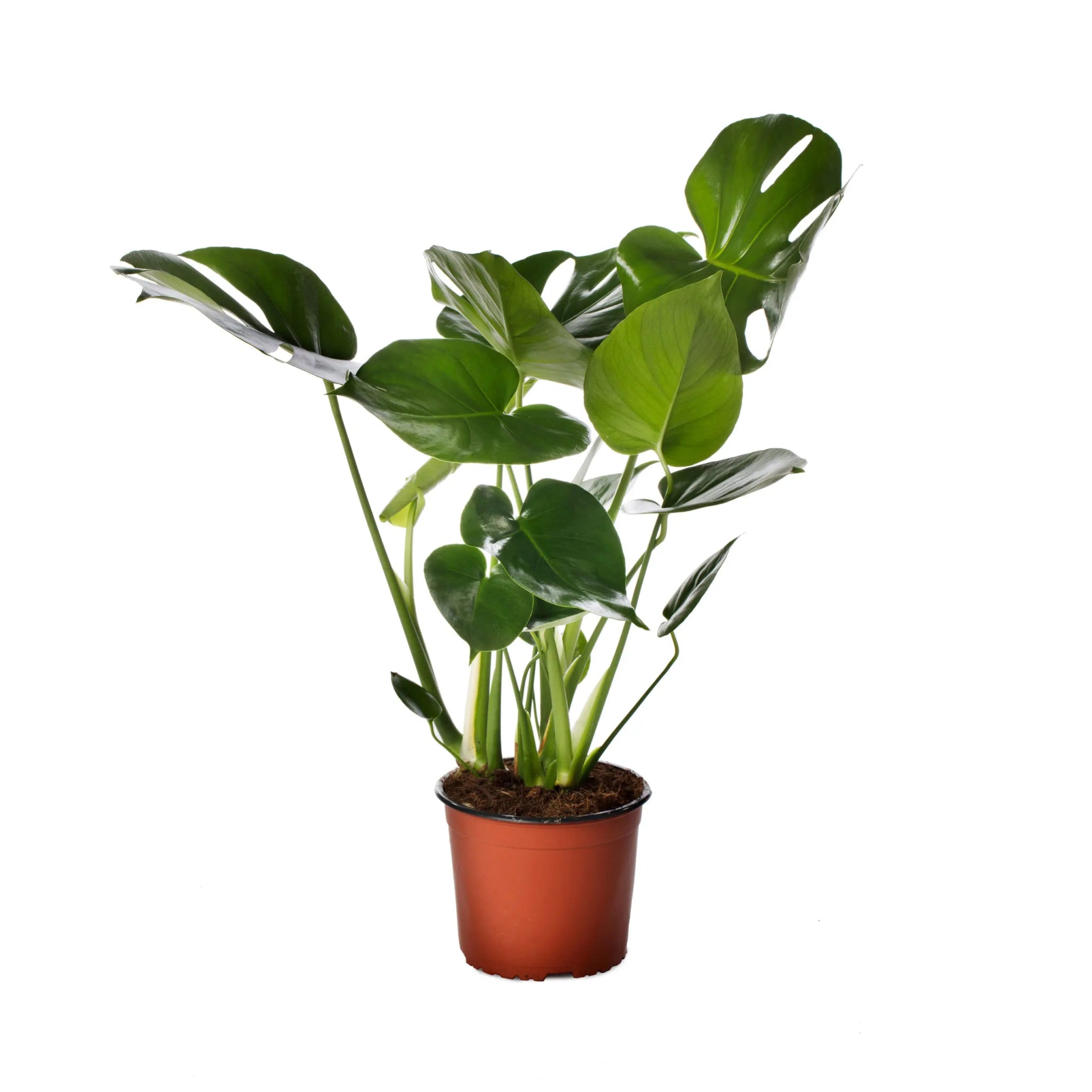 philodendron seeds online Monstera Deliciosa Philodendron Seeds | W.H.Perron