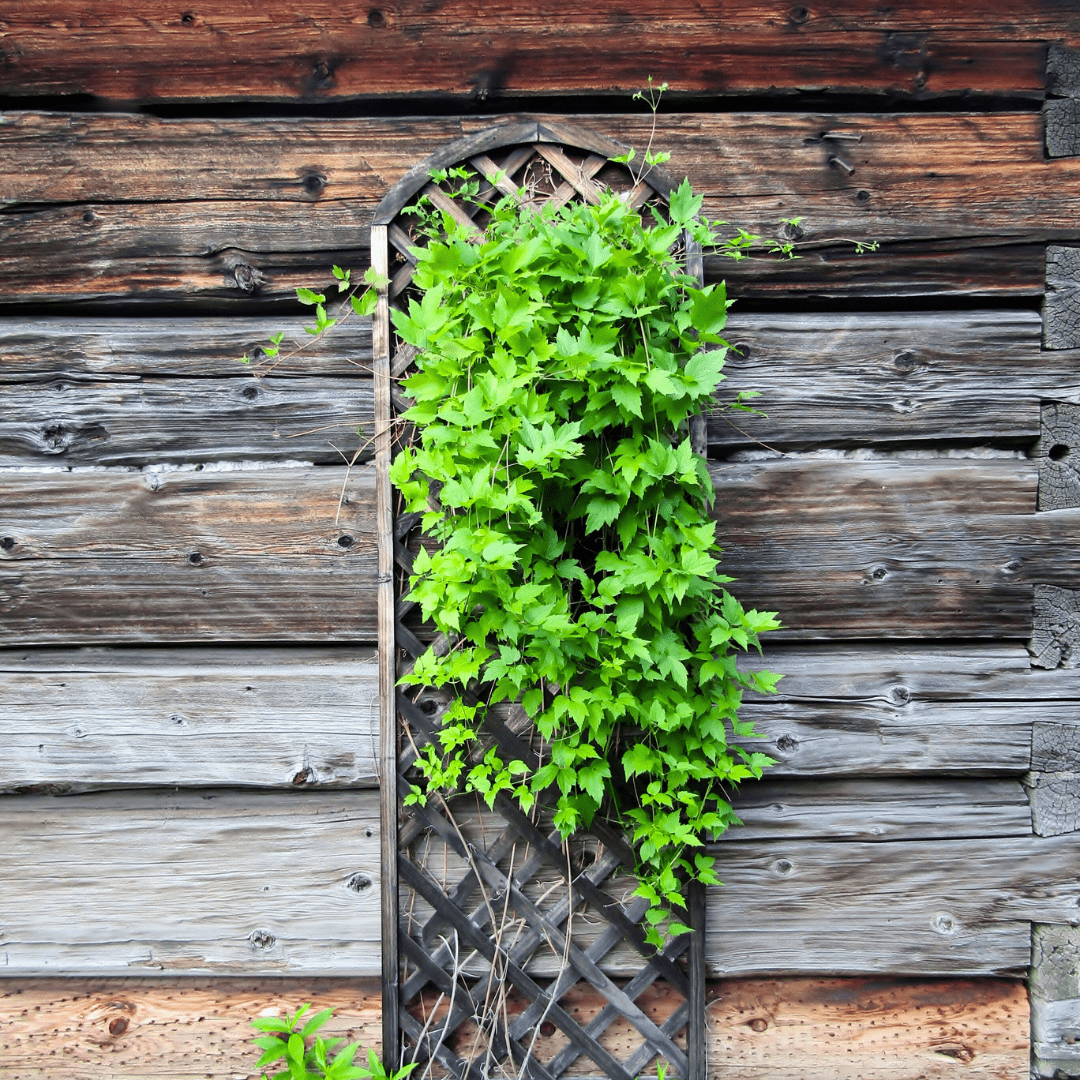 narrow wood trellis Narrow Scroll Trellis 60" x 9"