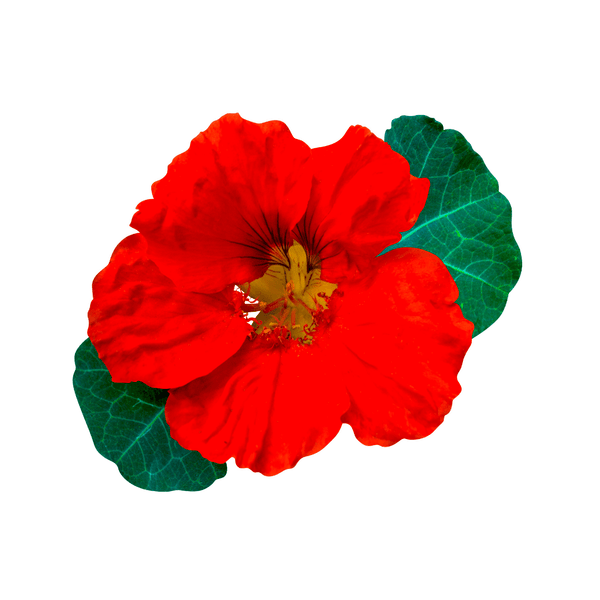 nasturtium cherry rose seeds Nasturtium Dwarf Double Cherry Rose Seeds | McKenzie Seeds
