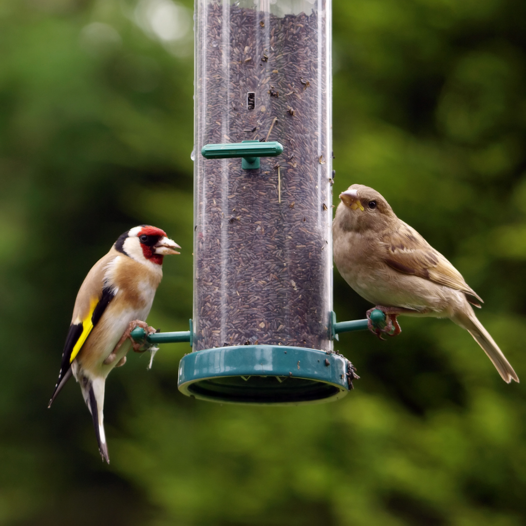 Bird food 2024 supplies near me