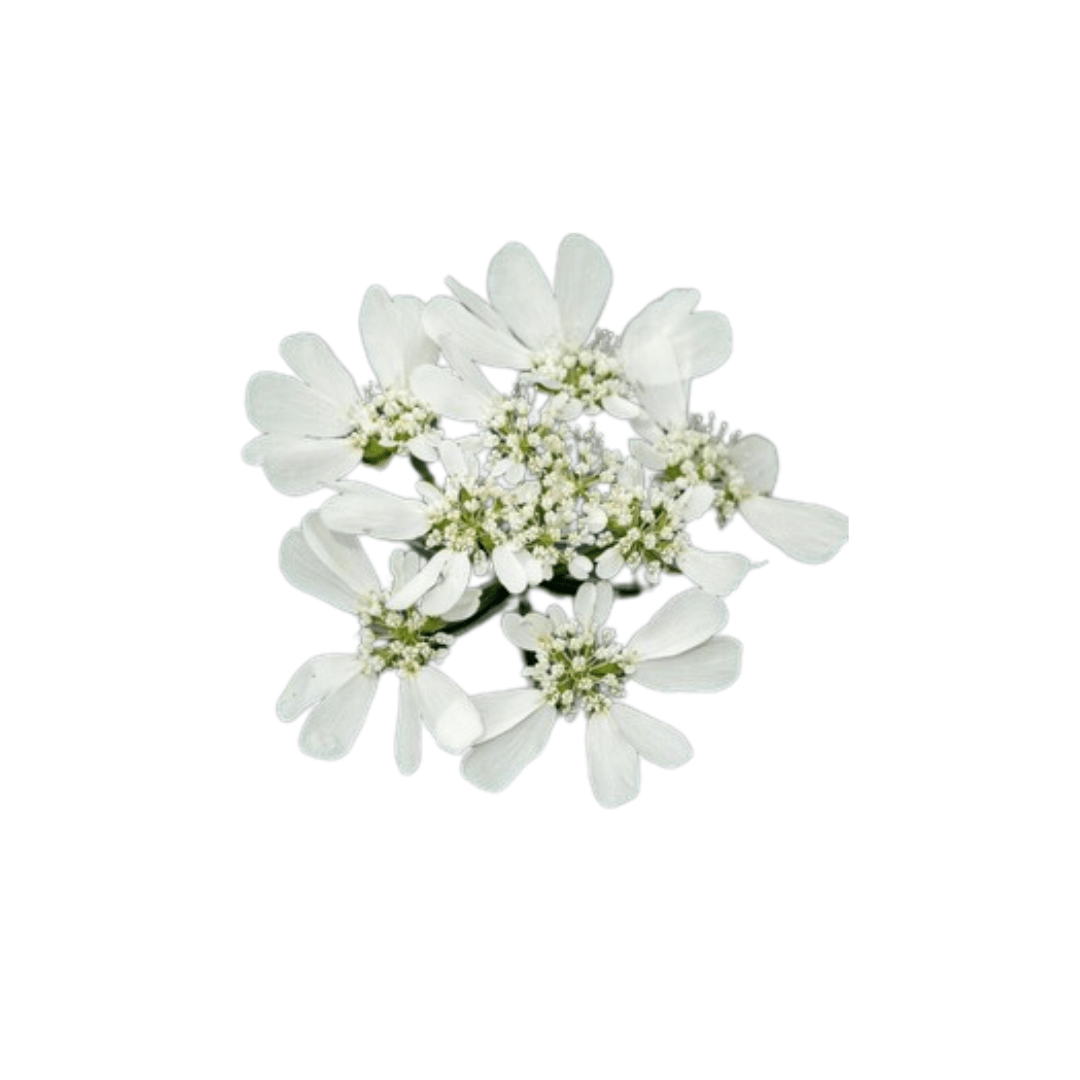 orlaya flower seeds Orlaya White Lace Seeds | Northern Seeds