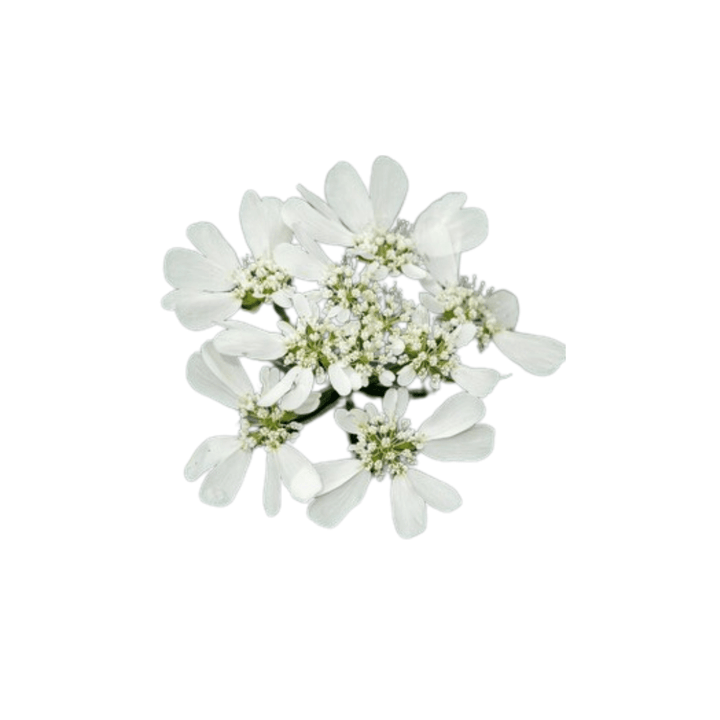 white lace flower seeds Orlaya White Lace Seeds | Northern Seeds