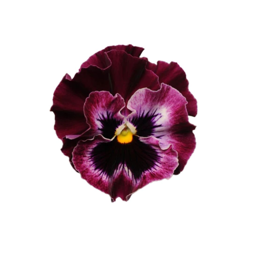 Pansies & Violas Frizzle Sizzle Raspberry Seeds | West Coast Seeds ...
