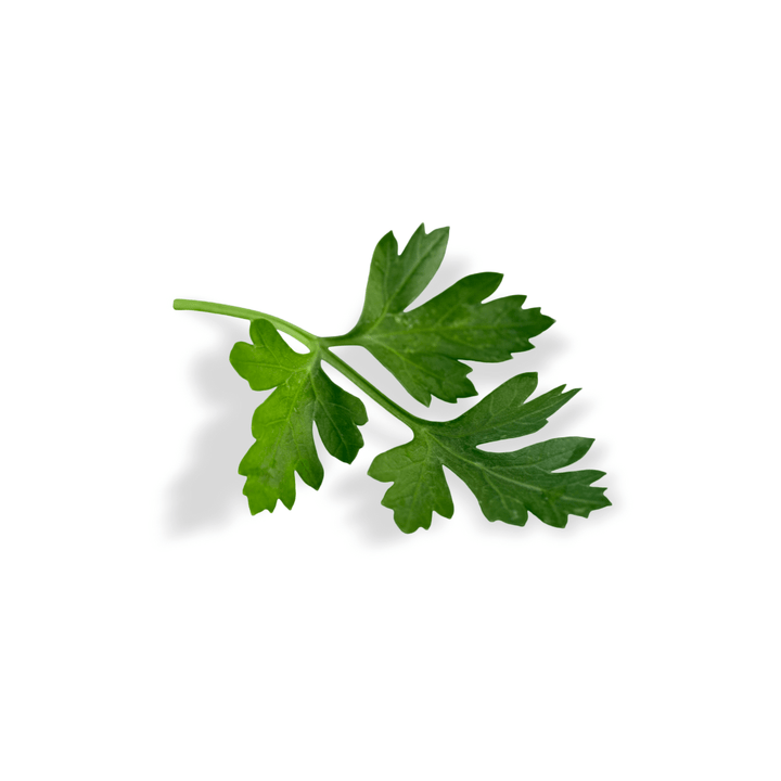 parsley-giant-leaf-italian-