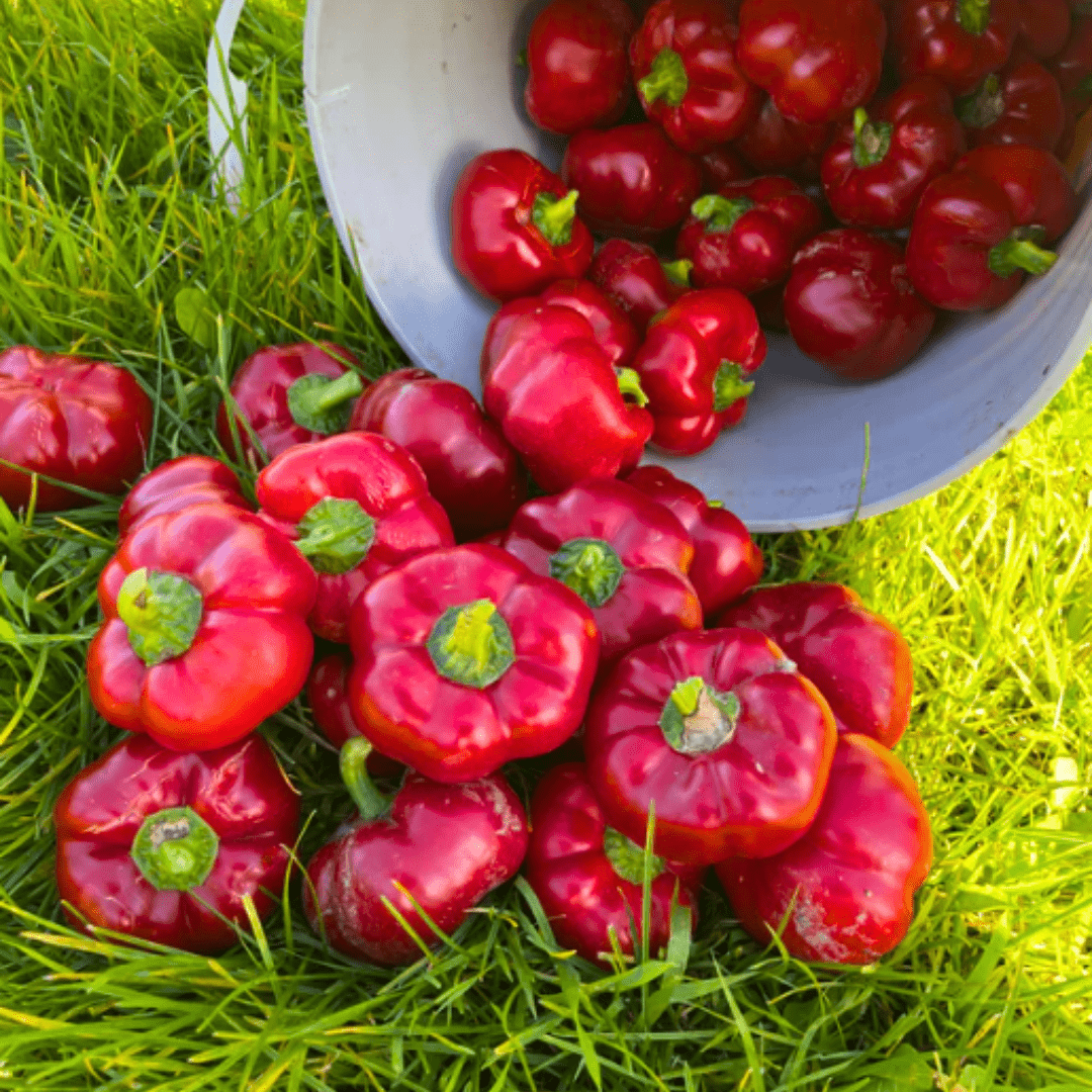 Pepper Ashe County Pimento Sweet Seeds | Northern Seeds