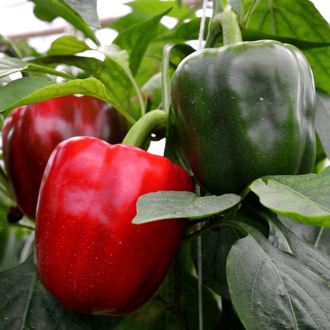 Pepper California Wonder Seeds | West Coast Seeds