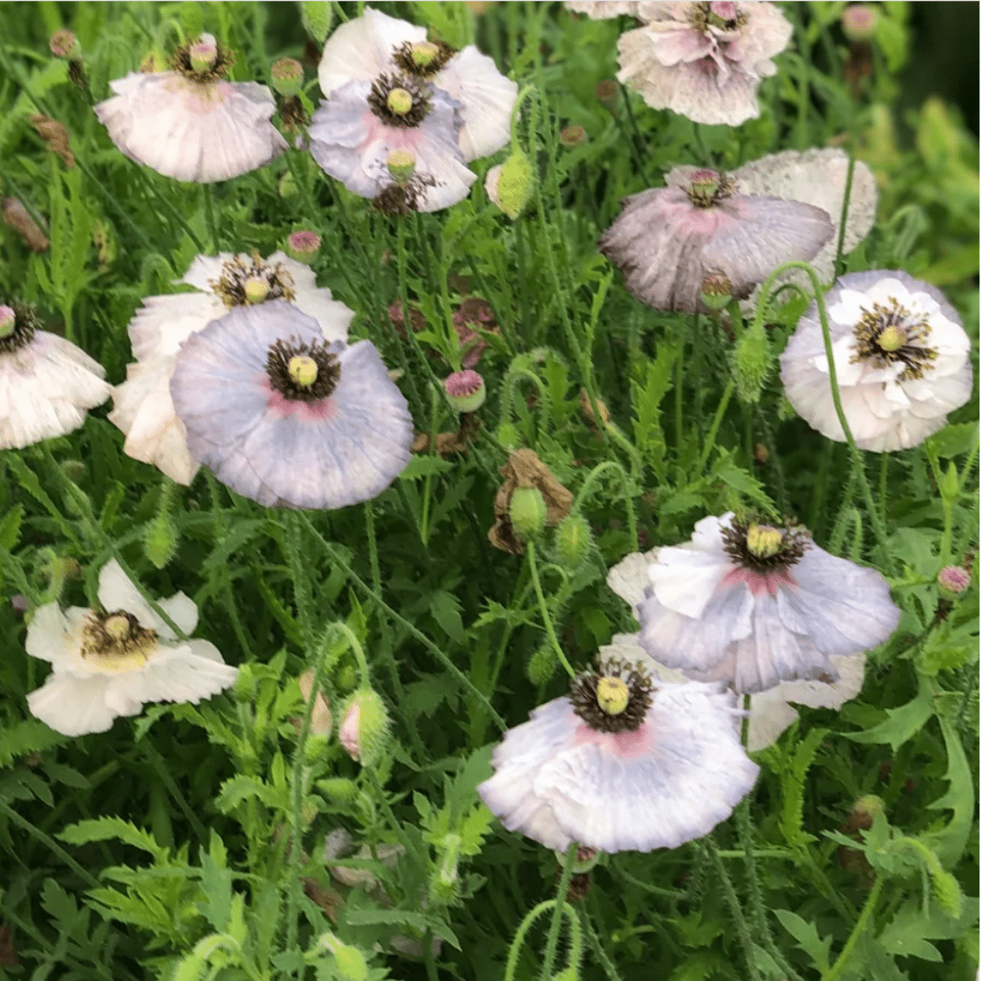 grey poppy flower seeds Poppy Amazing Grey Seeds | Northern Seeds
