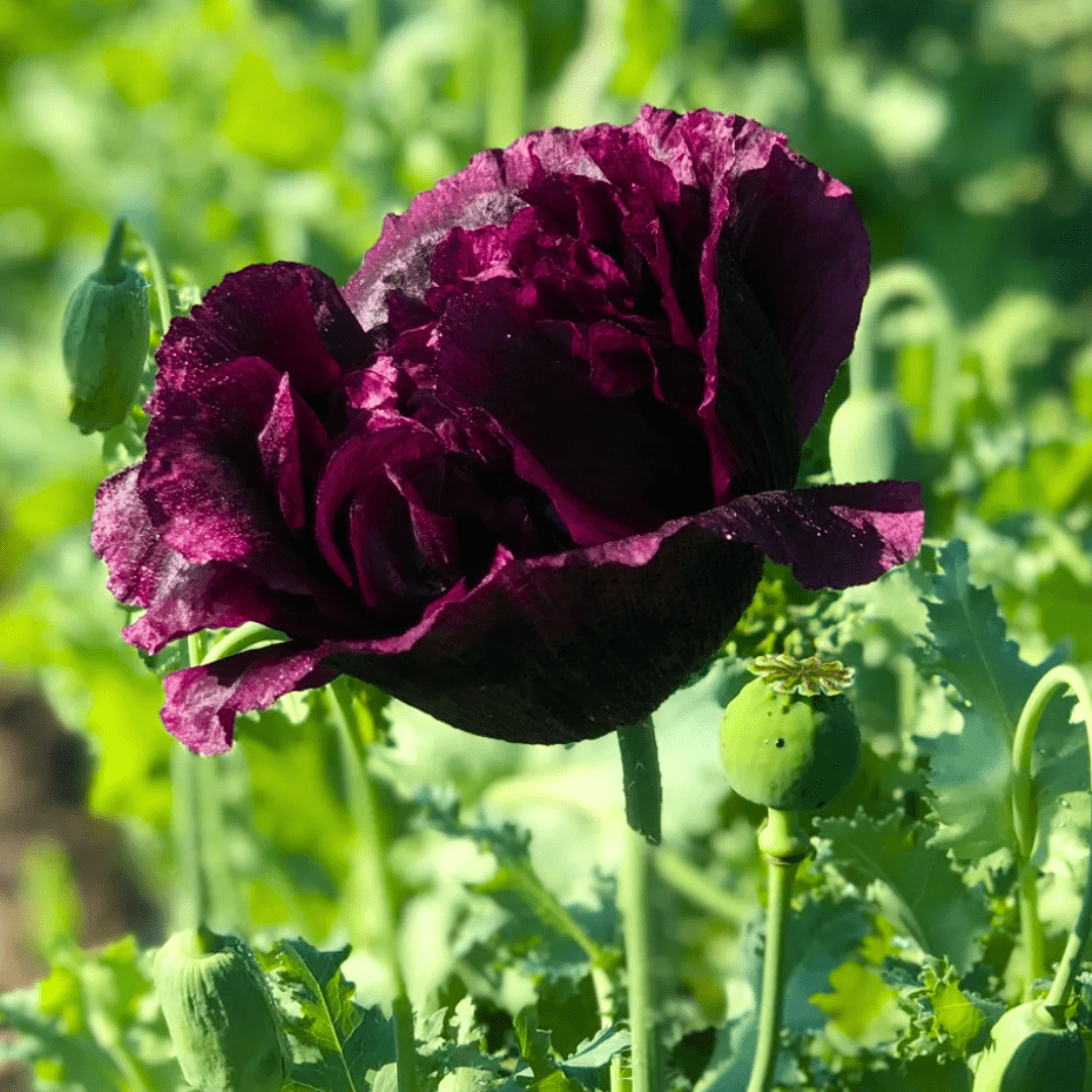 black poppy flower seeds Poppy Black Magic Seeds | Northern Seeds
