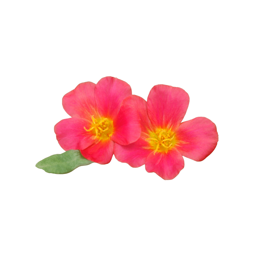 portulaca flower seeds online Portulaca Mix Flower Seeds | Weston Seeds