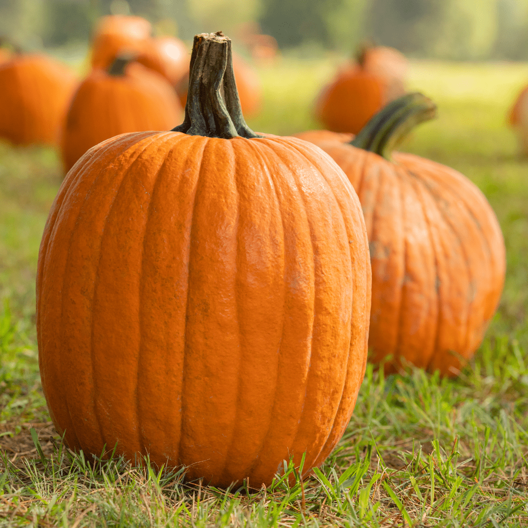 Pumpkin Mammoth Gold Seeds | Weston Seeds - Ritchie Feed & Seed Inc.