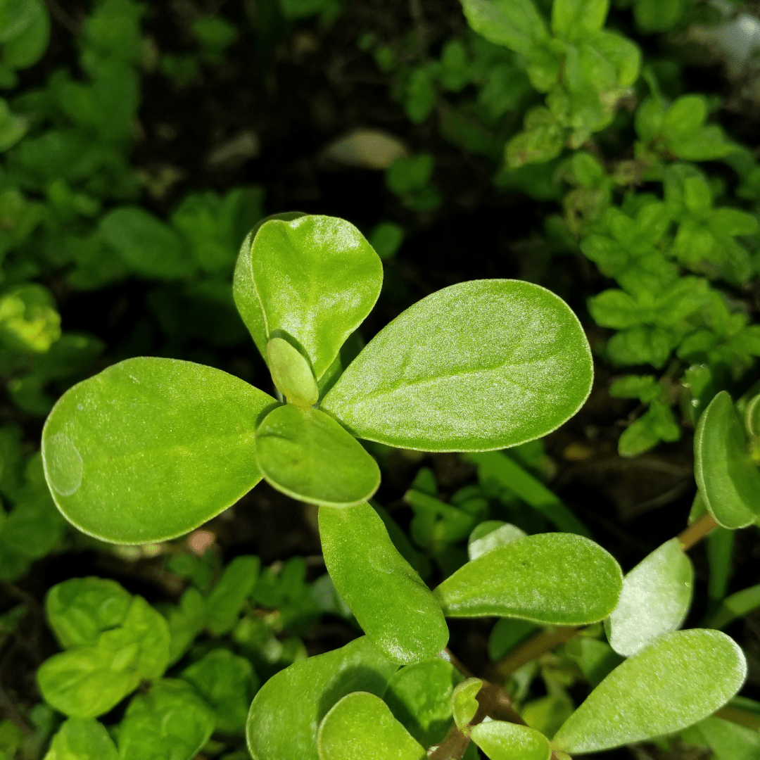 Organic Purslane Seeds | Purslane Seeds
