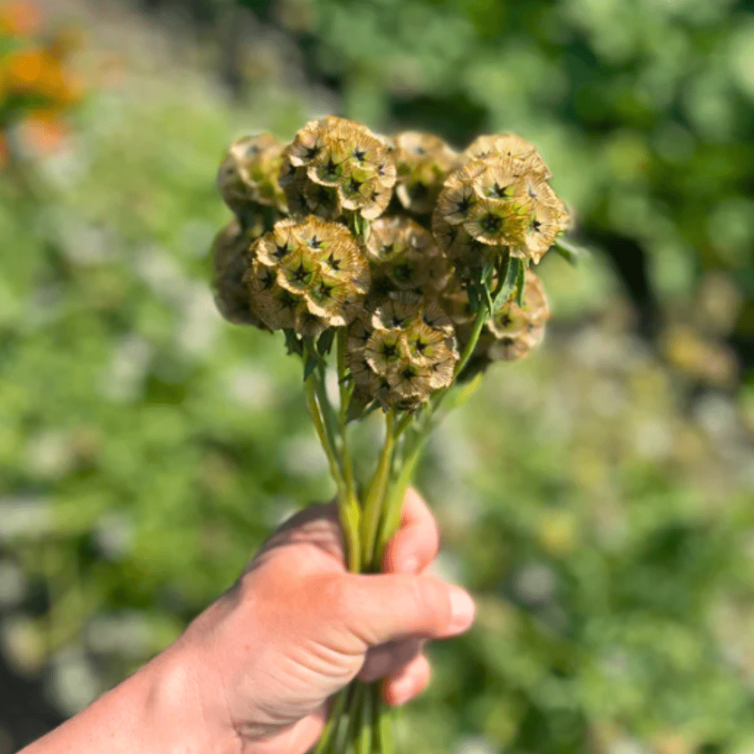 Scabiosa Starflower Seeds | Northern Seeds