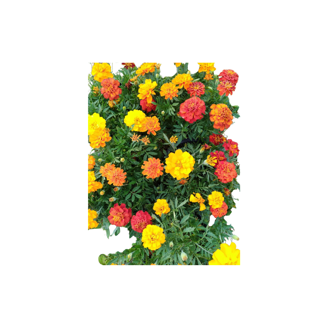 marigold hybrid seeds Durango Outback Mix Hybrid Marigold Seeds | OSC Seeds