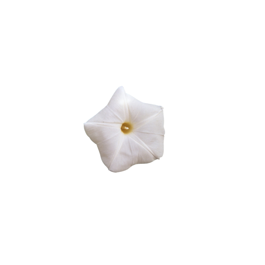 morning glory pearly gates seeds Pearly Gates Morning Glory Seeds | OSC Seeds