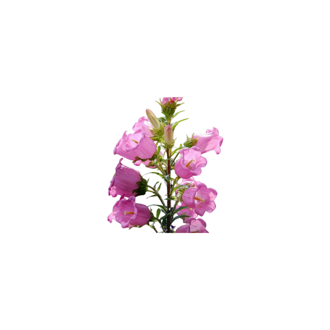 cup and saucer flower seeds Canterbury Cup & Saucer Mixed Bells Seeds | OSC Seeds