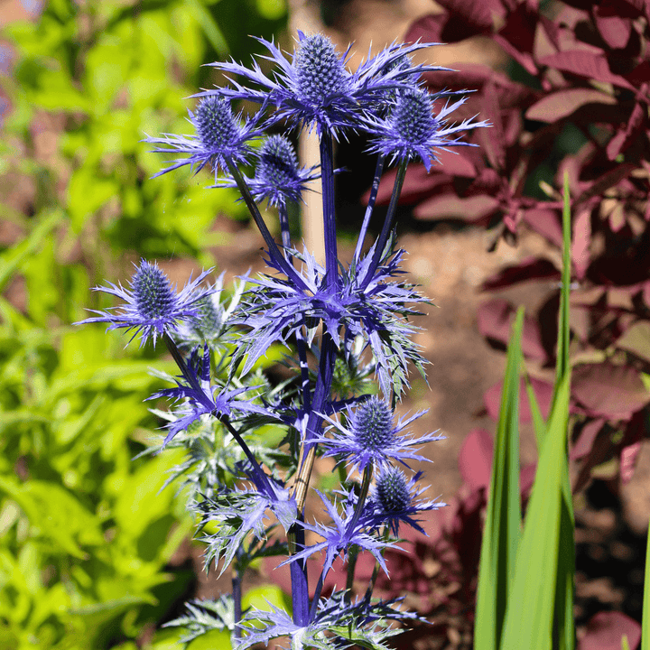 holly plant seeds Sea Holly Seeds | Northern Seeds