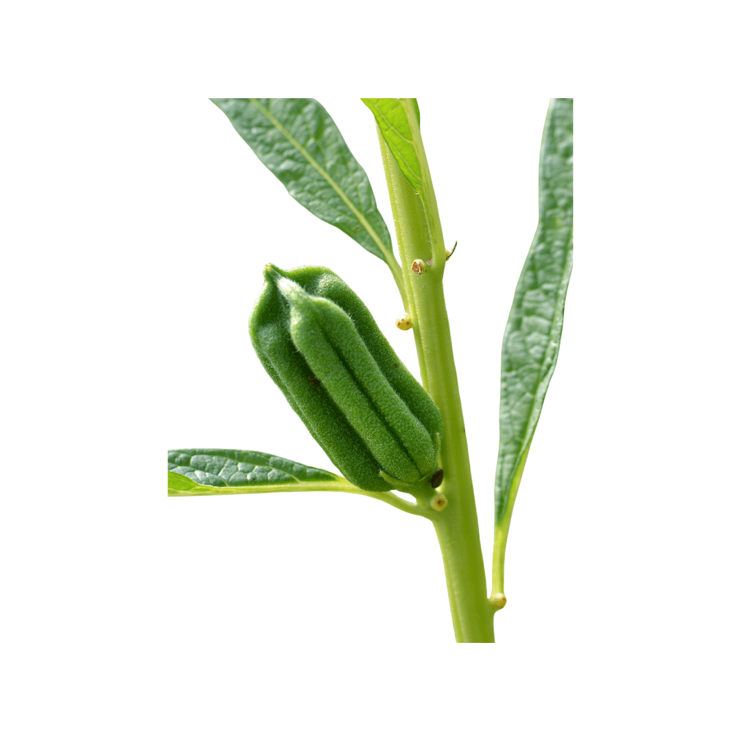 black seeds on plant leaves Sesame Black Seeds | West Coast Seeds