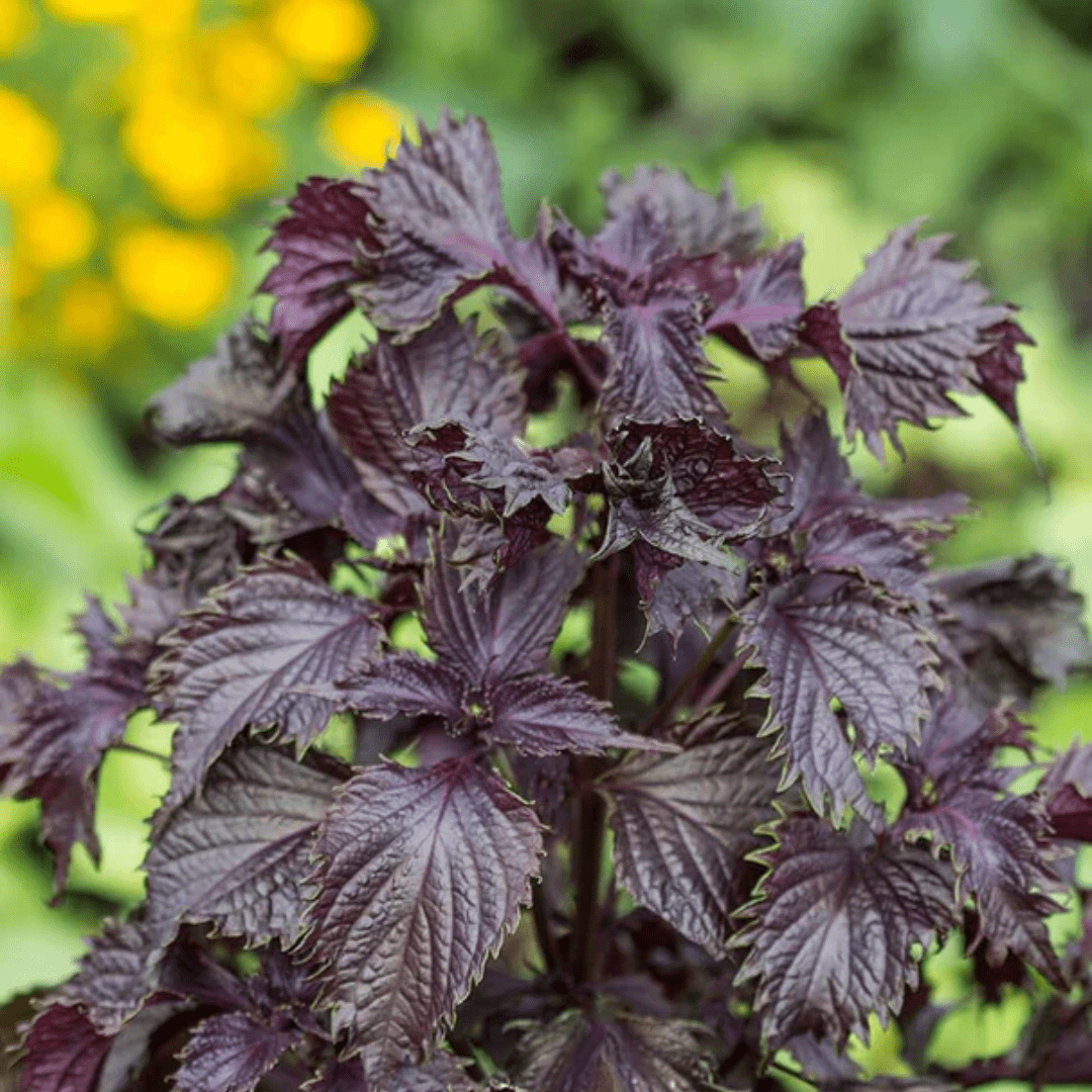 Shiso Red Perilla | West Coast Seeds