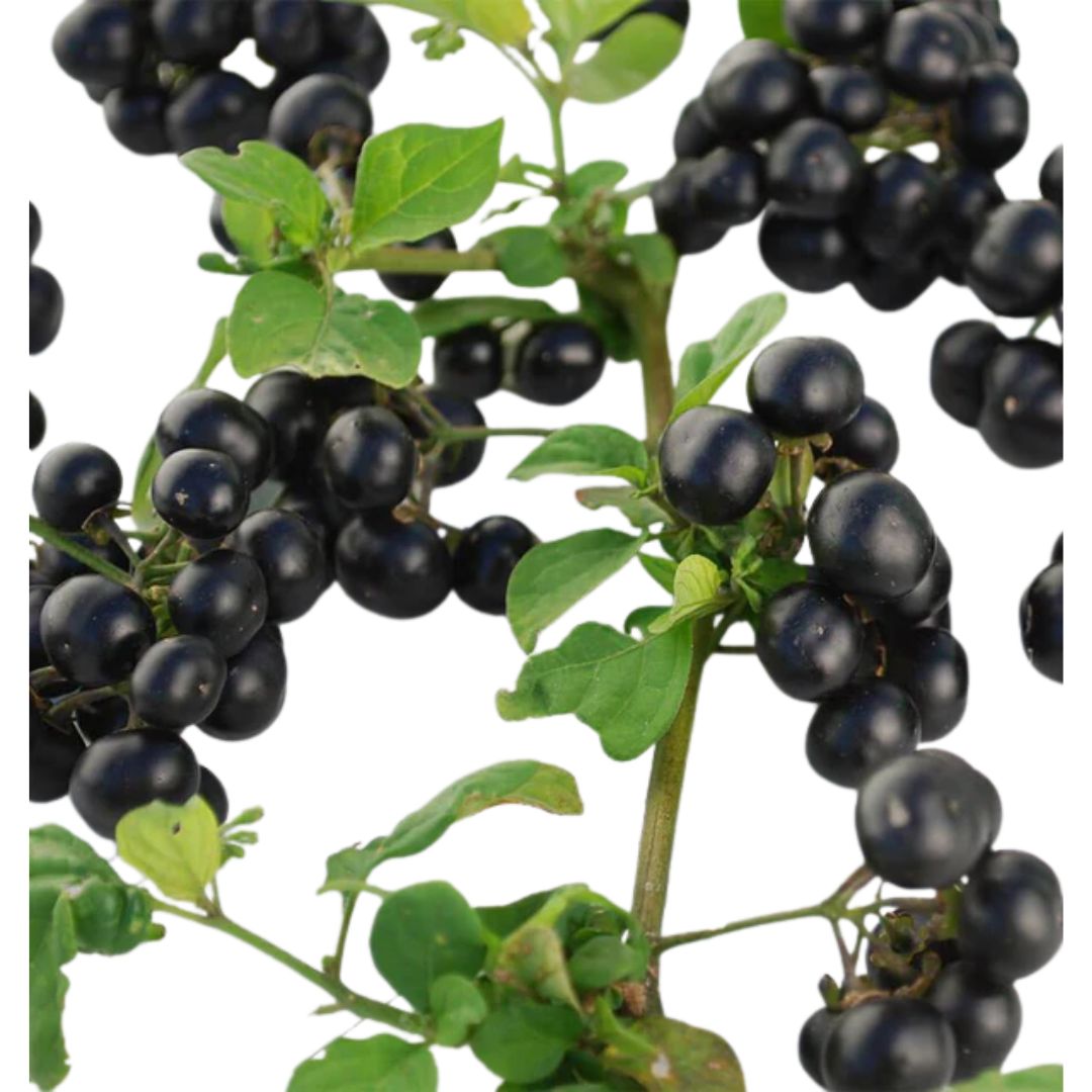 huckleberry seed plant Solanum Garden Huckleberry Seeds | West Coast Seeds
