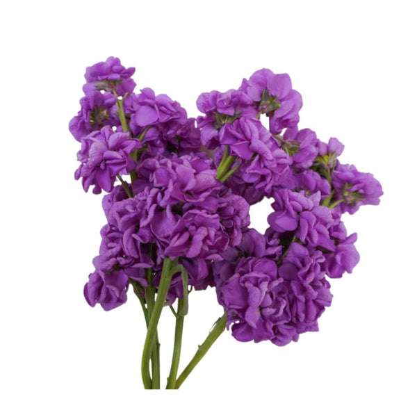 west coast seeds lavender Stocks Katz Lavender Blue Seeds | West Coast Seeds
