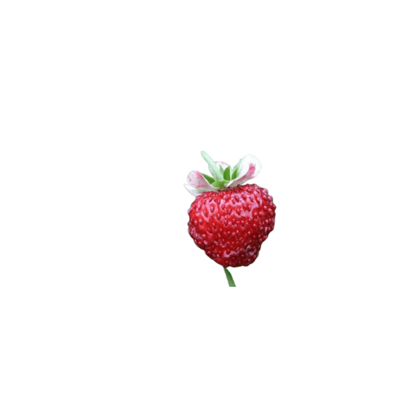mignonette strawberry seeds Strawberry Alpine Mignonette Seeds | OSC Seeds