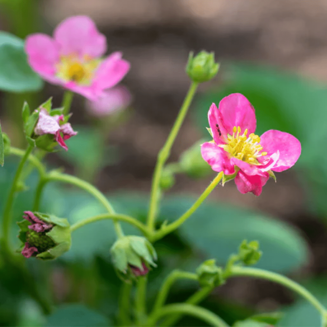 west coast seeds strawberry Strawberry Hot Pink Berri Basket Seeds | West Coast Seeds