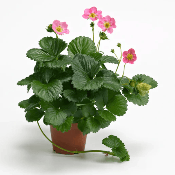 berried treasure strawberry seeds Strawberry Hot Pink Berri Basket Seeds | West Coast Seeds