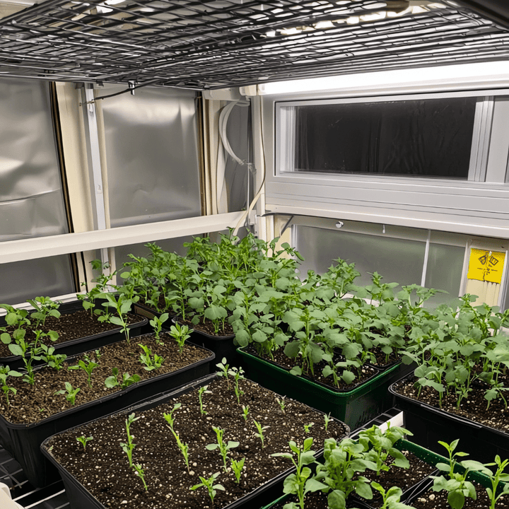 SunBlaster Full Spectrum Replacement Grow Light T5HO 12