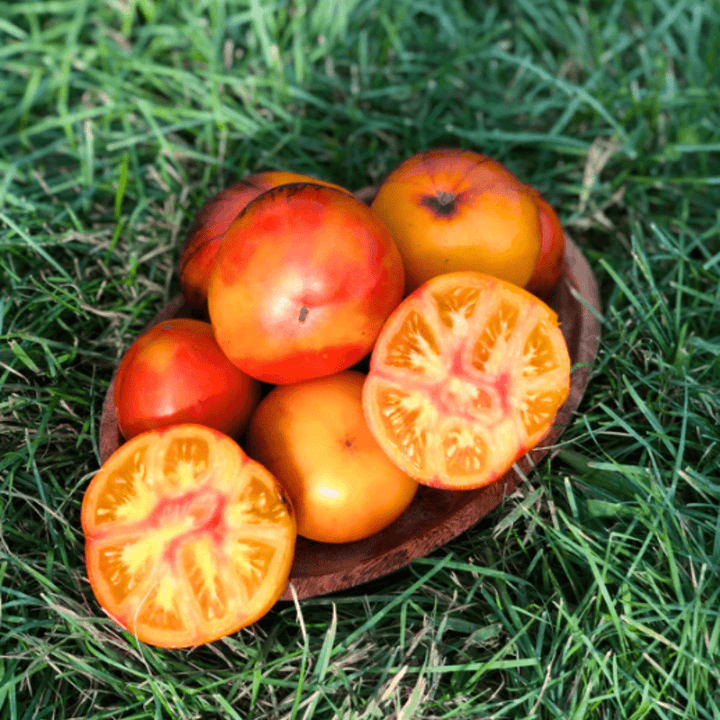 garden gem tomato seeds for sale Tomato Lucid Gem Seeds | Northern Seeds
