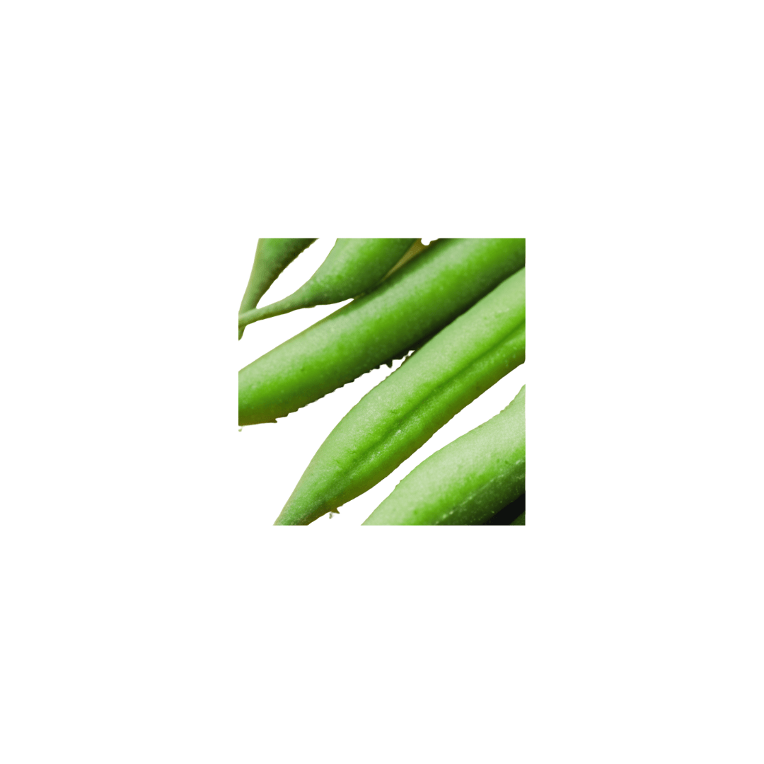 Bean Stringless Green Pod Bush Seeds | OSC Seeds - Ritchie Feed & Seed Inc.