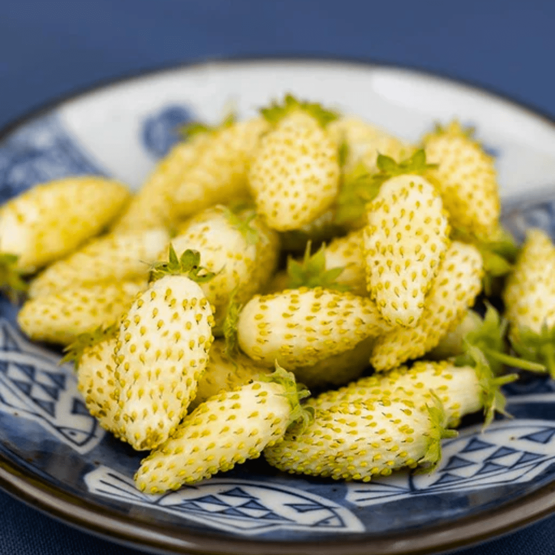 alpine strawberries seeds Strawberry Yellow Wonder Alpine Seeds | West Coast Seeds