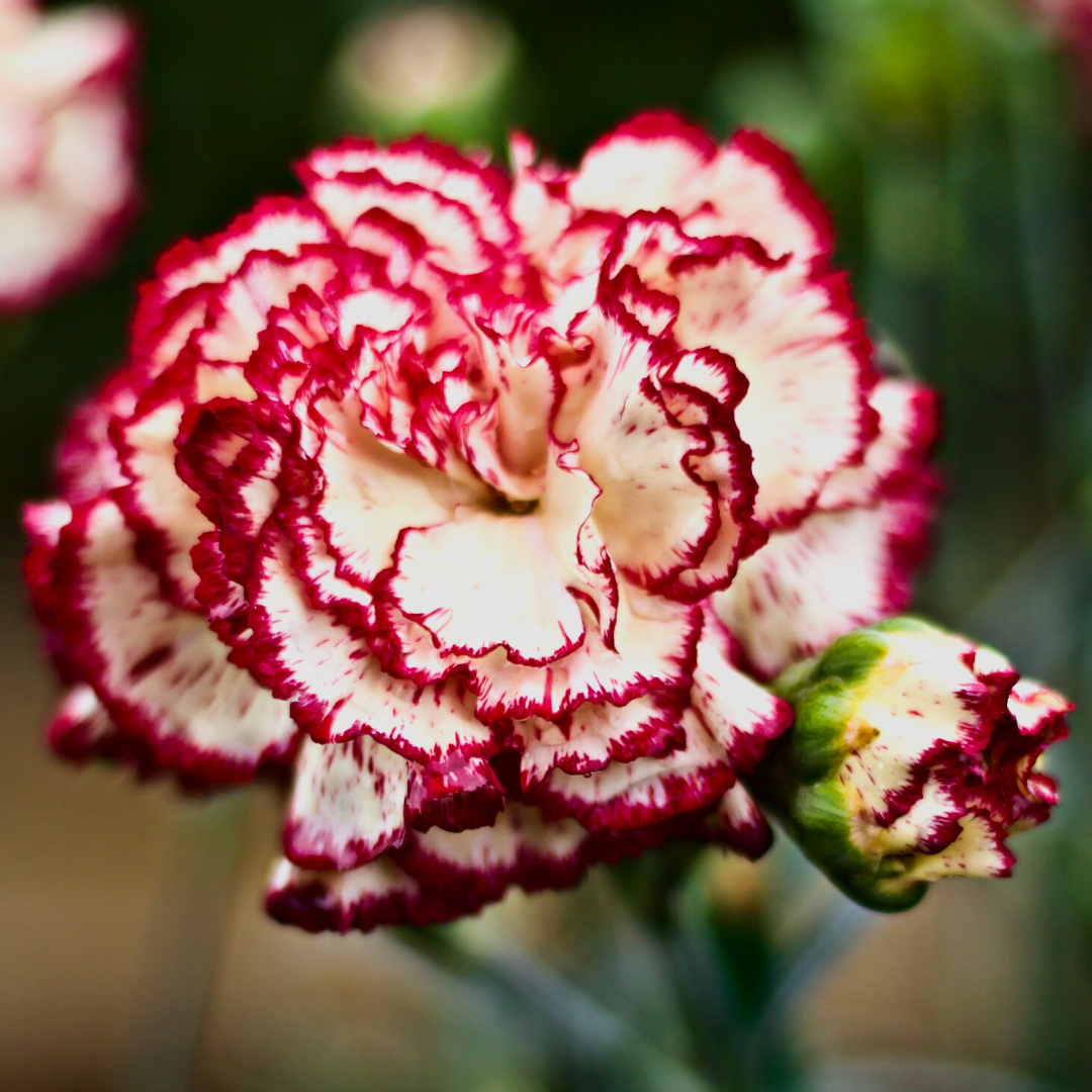 carnation flower seeds online Carnation Giant White Red Striped Seeds | Weston Seeds