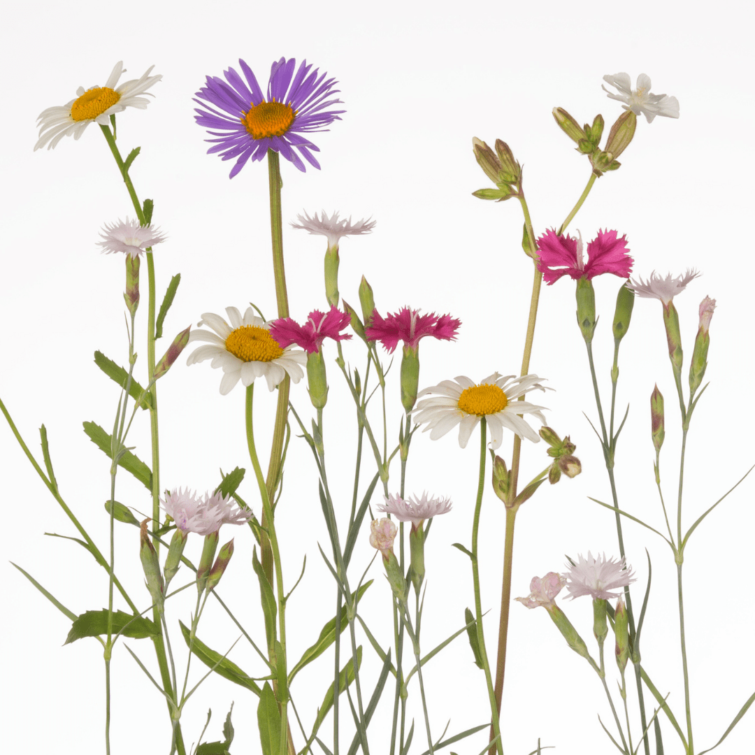 Wildflowers All Purpose Mix Seeds Jumbo Pack | McKenzie Seeds