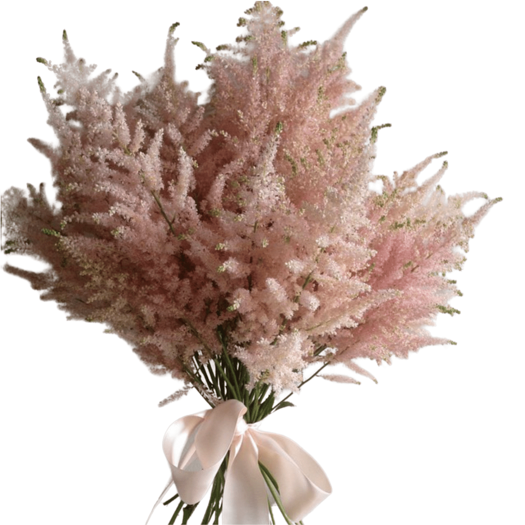 Astilbe Arendsii Hybrid Mix Seeds | McKenzie Seeds - Ritchie Feed