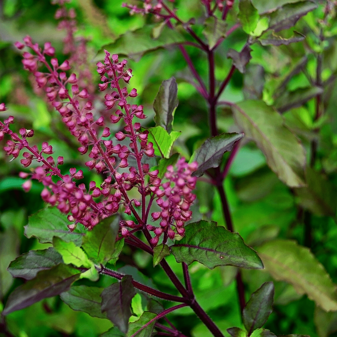 Basil Cardinal Certified Organic Seeds | West Coast Seeds - Ritchie ...