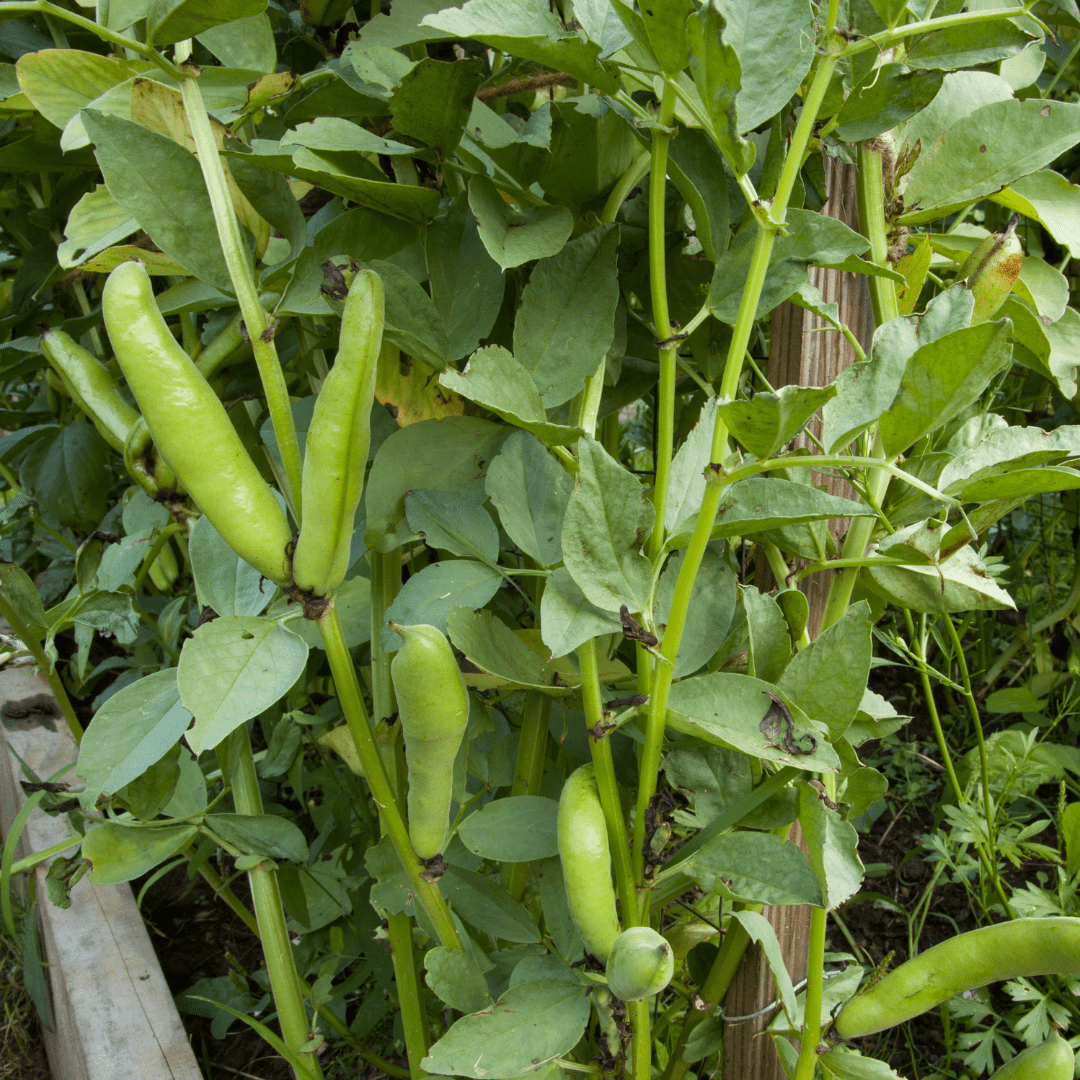 fava beans seeds for planting Beans Fava Small Seeded Cover Seeds | West Coast Seeds