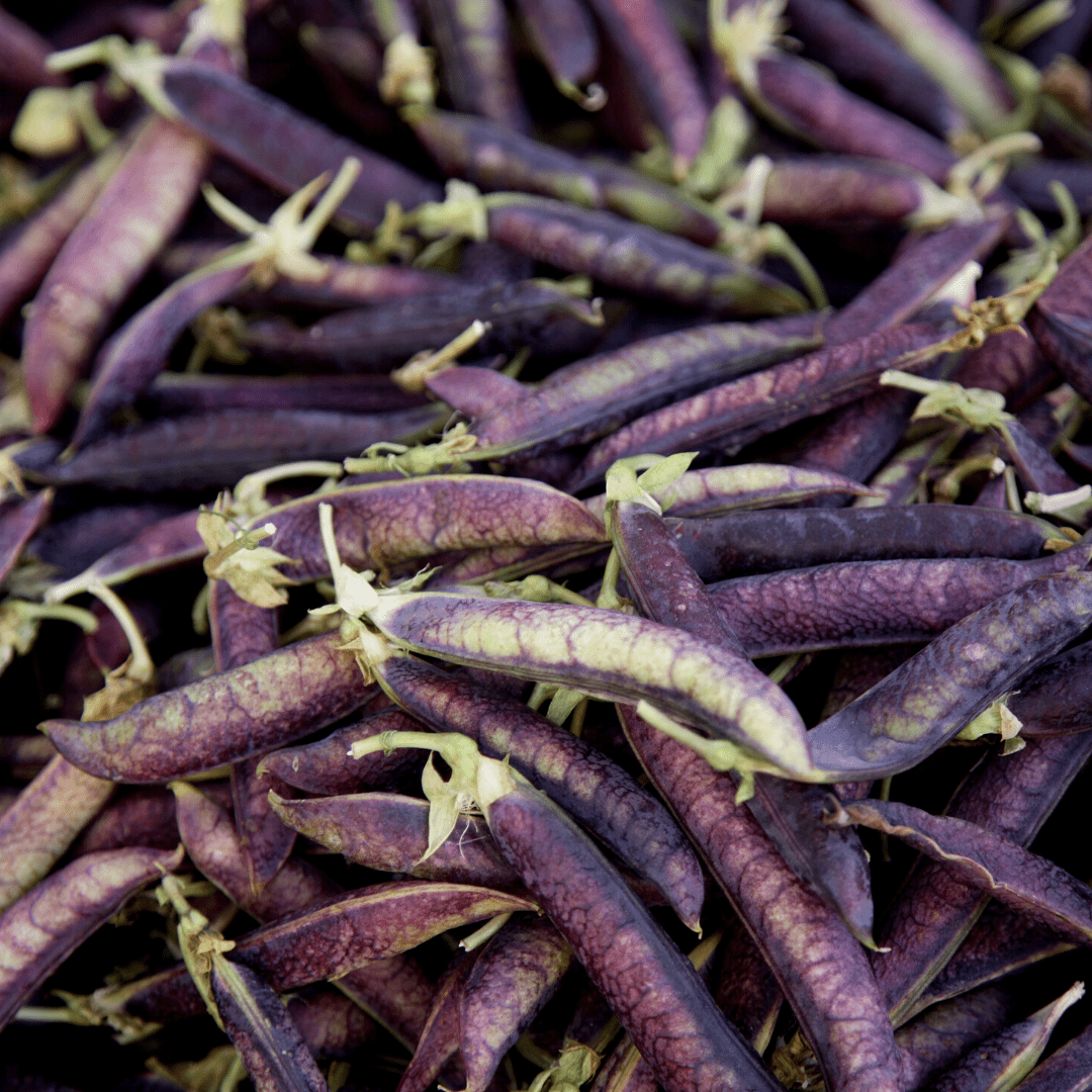 peacock plant seeds Beans Purple Peacock Seeds | West Coast Seeds
