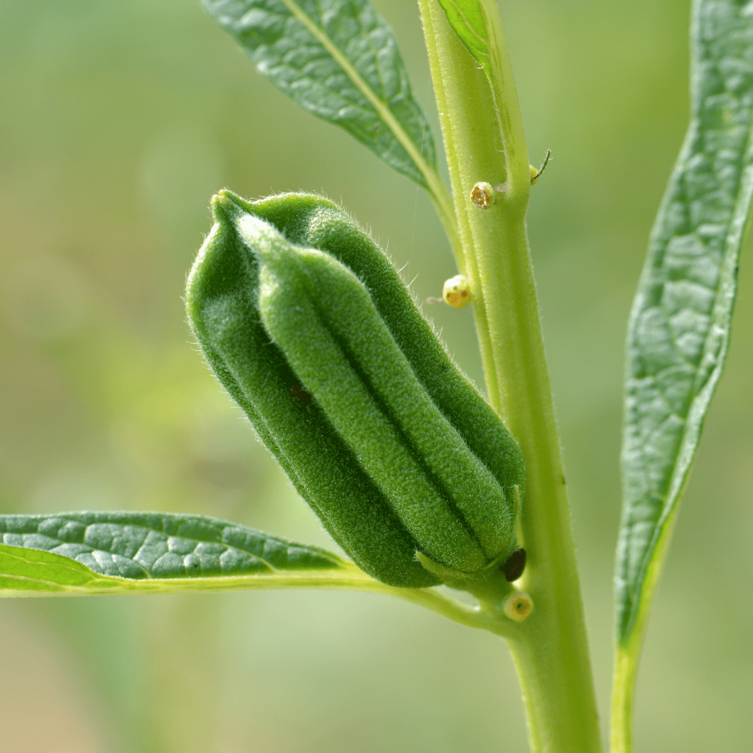 Sesame Black Seeds | West Coast Seeds